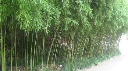 风水学里大门口能种竹子吗