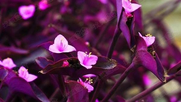 紫竹梅是风水植物吗