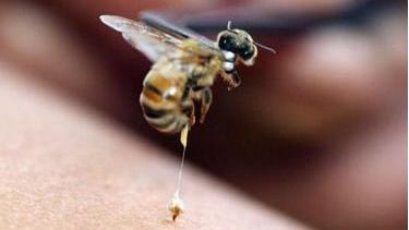 被蜜蜂蜇风水有什么好