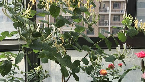 阳台上可以种植金银花吗