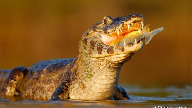 虎皮海棠花能放在鳄鱼龟的水里吗