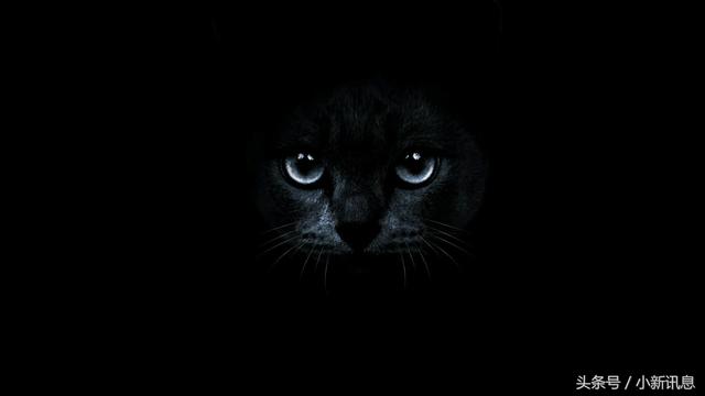 晚上看见黑猫代表什么