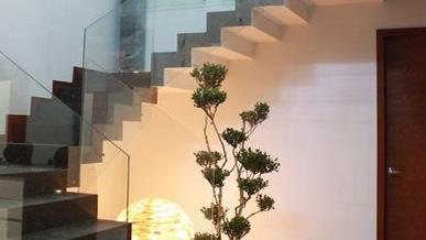 楼梯适合摆放哪些风水植物