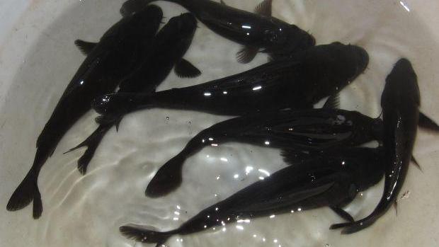 鱼缸里黑色的风水鱼一定是纯黑的吗