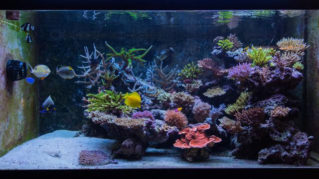 珊瑚能在家里摆放吗