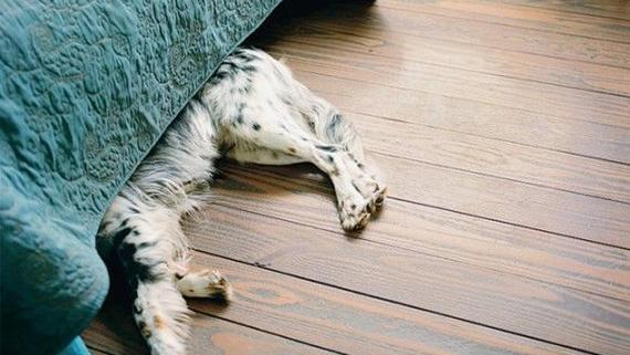 狗狗为什么喜欢睡床底下