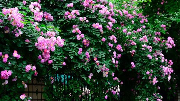想种成花墙是蔷薇好还是藤本月季好呢