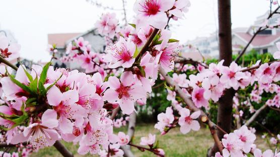 桃花树和风水
