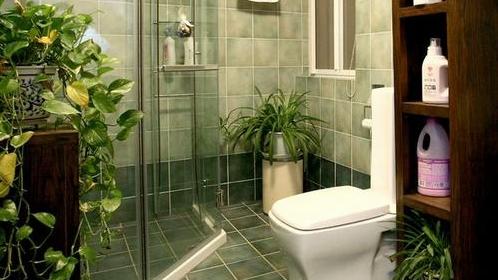 卫生间适合放什么植物卫浴间摆放什么植物风水好