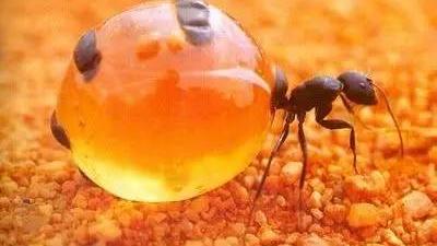 家里发财树花盆里有蚂蚁怎么办