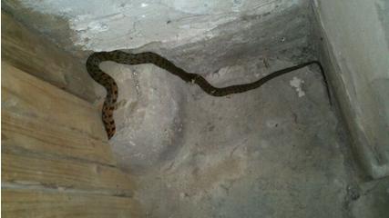 我在自己老家中的家里遇到一条蛇我把它打死了会怎么