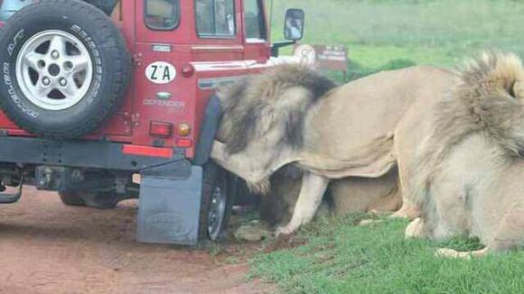人家送了个非洲乌木狮子可以放家里吗
